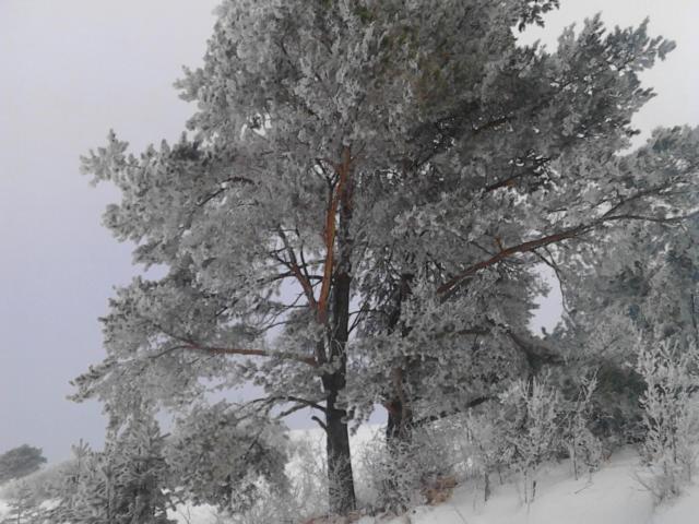 Chata Holica Pieniny Lesnica Eksteriør bilde